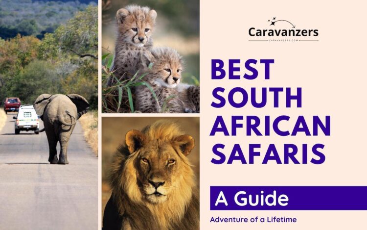 Safari in South Africa - A Guide - Caravanzers