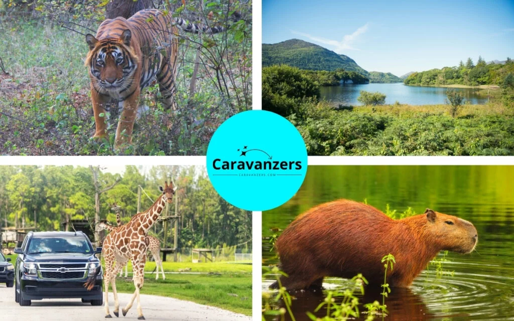 Travel Insurance for Safari Trips Outside of Africa - A Guide - Caravanzers