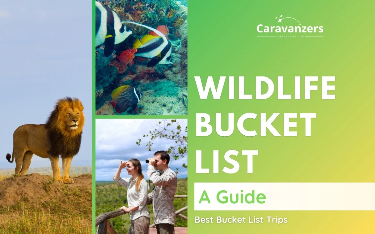 Wildlife Bucket List Travel Guide for Your Dream Trip to Nature